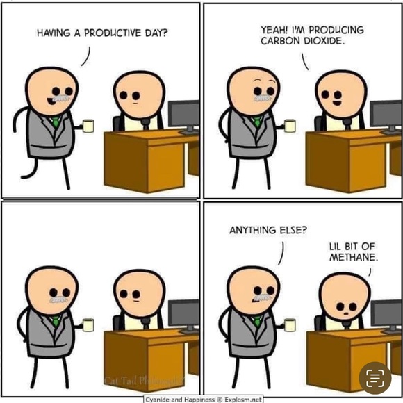 Meet Winter!!! The lilac point Siamese mix - Picture 12 of 16